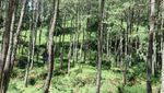 Akhir Pekan di Sumedang, Ada Kampoeng Ciherang