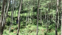 Suasana Pohon Pinus
