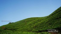 kesejukan perkembunan teh sekitar gunung.