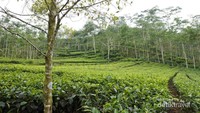 Kebun teh Nglinggo, Kulonprogo.