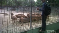 Rusa Jawa, banyak sekali bukan?