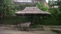 Kuda Zebra, koleksi Gembira Loka