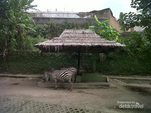 Akhir Pekan di Yogyakarta, Saatnya Datang ke Gembira Loka