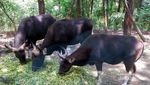 Akhir Pekan Ini Asyiknya Ajak Anak ke Taman Safari