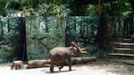 Akhir Pekan Ini Asyiknya Ajak Anak ke Taman Safari