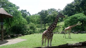 Akhir Pekan Ini Asyiknya Ajak Anak ke Taman Safari