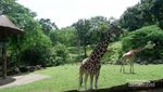 Akhir Pekan Ini Asyiknya Ajak Anak ke Taman Safari