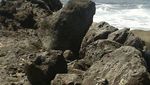 Akhir Pekan ini, Cobalah Susur Pantai Cipatujah di Tasikmalaya