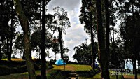 Pemandangan camping ground di hutan pinus