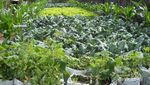 Akhir pekan ke Lembang, Datangi Taman Begonia yang Penuh Bunga