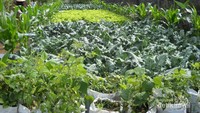 Kebun sayur-sayuran di Taman Begonia