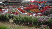 Begini indahnya bunga di Taman Begonia