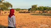 Akhirnya bisa ketemu dengan sekumpulan banteng liar