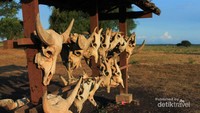 Sekumpulan tengkorak banteng di Baluran