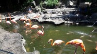 Barisan flaminggo di salah satu zona Batu Secret Zoo