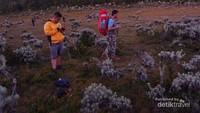 Dua pendaki tiba di padang edelweiss, Alun-Alun Suryakancana.