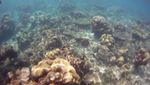 Akhir Pekan yang Istimewa di Pulau Samalona, Makassar
