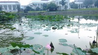 Kolam teratai di danau pemisah antara istana dengan kebun