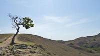 Kondisi Pulau Rinca yang cukup ekstrem