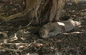 Akulah Komodo Naga, Sang Keajaiban Dunia