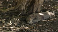 Komodo yang pernah dinobatkan sebagai keajaiban dunia