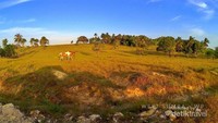 Kuda dan Savana liar di Sumba Barat