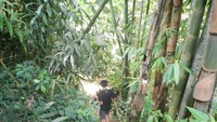 Melewati rumpun bambu untuk mencapai lokasi