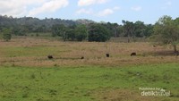 Savana sadengan dengan banteng-banteng liarnya.