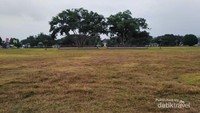 Beringin Kembar di Tengah Alun-Alun