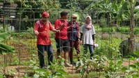 Penjelasan mengenai sayuran organik
