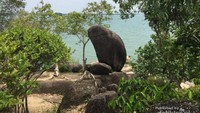 Batu yang menyerupai hewan kodok