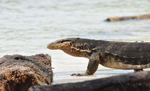 Aneka Kisah Mistis Pulau Biawak di Indramayu