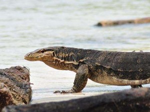 Aneka Kisah Mistis Pulau Biawak di Indramayu