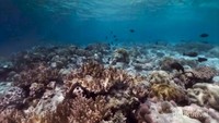 Taman Nasional Bunaken (Foto : Wonderful Indonesia)