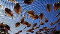 Ikan asin sedang dalam proses penjemuran