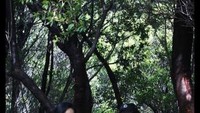 Si Kembar saat istirahat sebelum Tegal Alun, Papandayan