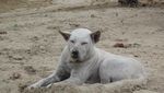 Anjing Pun Suka Berjemur di Pantai Kuta Lombok