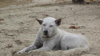 Anjing putih ini nampak begitu menikmati berjemur.