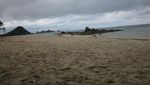 Anjing Pun Suka Berjemur di Pantai Kuta Lombok