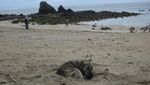 Anjing Pun Suka Berjemur di Pantai Kuta Lombok