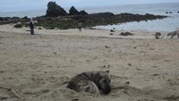 Anjing-anjing ini begitu menikmati bermain dan berjemur