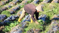 Petani Kentang Dieng
