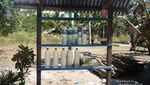 Arak Buatan Flores, Bisa Dibakar!