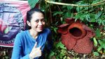 Arga Makmur, Rumah Rafflesia di Bengkulu Utara