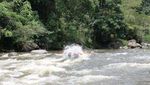 Arung Jeram di Sungai Alas, Hanya untuk Para Pemberani!