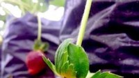 Stroberi merah