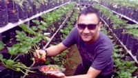 Asyiknya petik stroberi