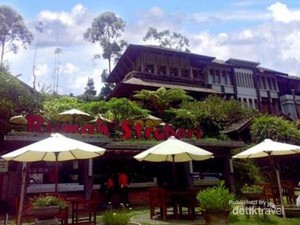 Asyik! Petik Stroberi Sepuasnya di Lembang