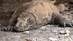 Asyik! Wisatawan Kini Bisa Teleponan di Pulau Komodo