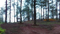 Hamparan pohon pinus